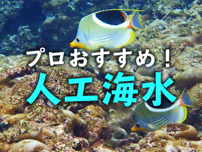 プロおすすめ人工海水の文字と泳ぐチョウチョウウオの見出し画像
