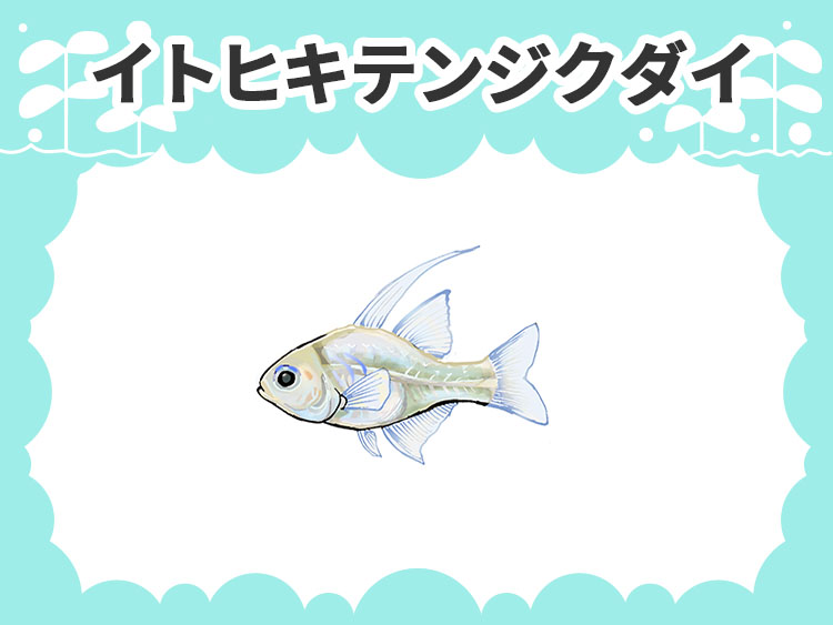 イトヒキテンジクダイのお魚図鑑