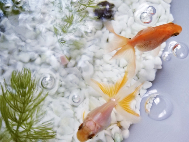 白い砂利の水槽を泳ぐ金魚と水草の俯瞰画像