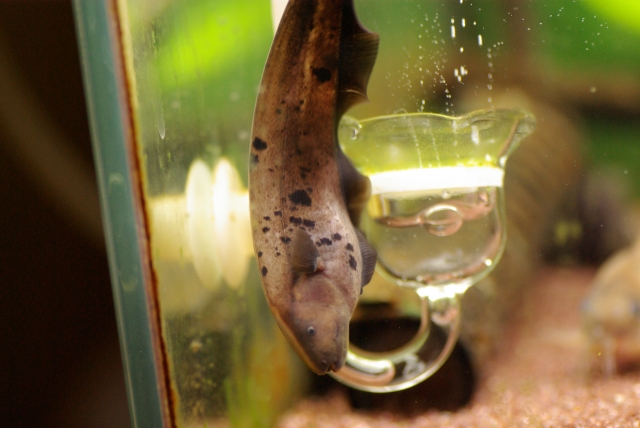CO2チェッカーの横で泳ぐ淡水魚と水槽内の気泡
