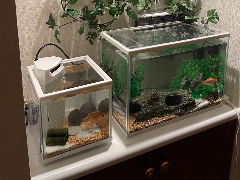 金魚が泳ぐ大小二つの水槽と人工水草のレイアウト