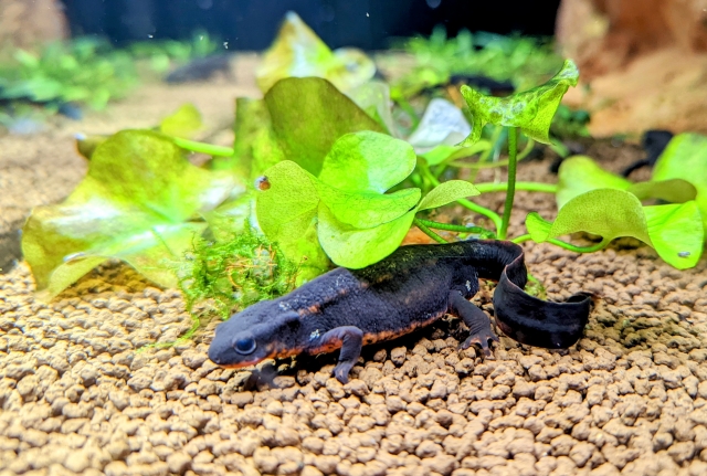 水草の陰から現れる黒いイモリと底砂のソイル