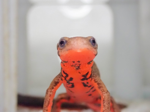 赤い腹部を見せて正面を向くアカハライモリの仲間