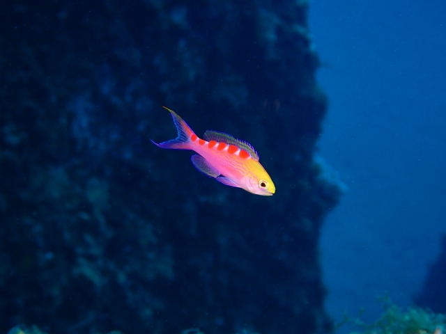 青とピンクの体色の海水魚と暗い岩場の背景