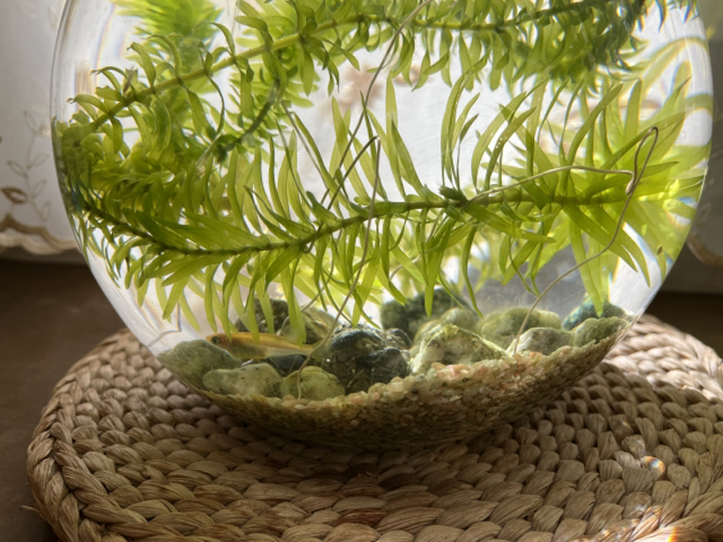 丸いガラス容器で泳ぐメダカと水草のアナカリス類