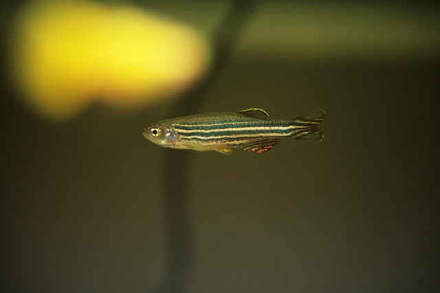 水槽内を泳ぐ横縞模様がある小型の熱帯魚の姿