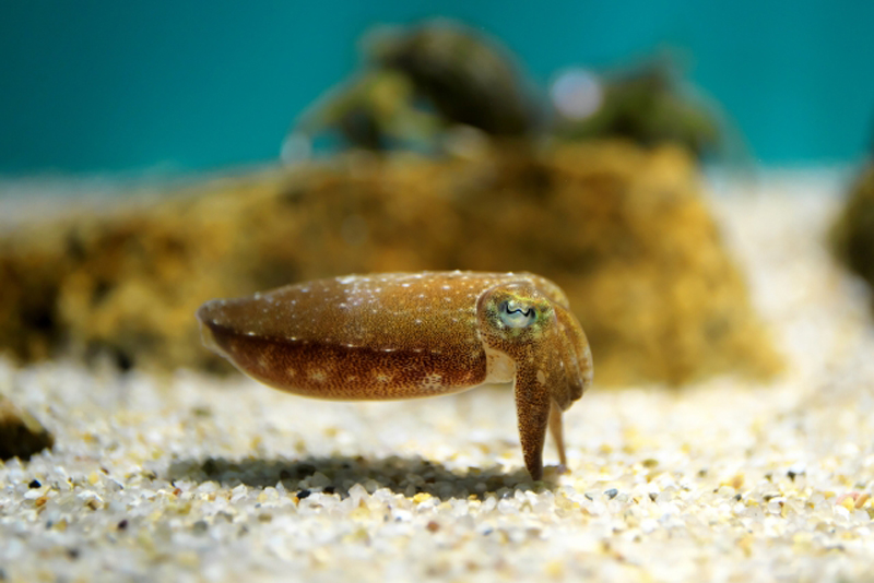 砂底の上を泳ぐ茶色のコウイカの仲間と背景の岩石