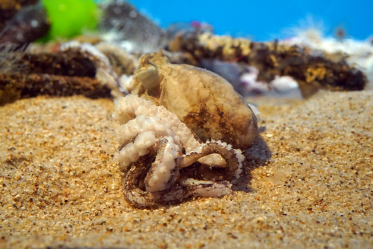 砂浜に打ち上げられた小さなタコと貝殻の残骸