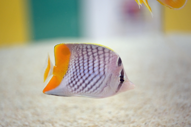 白い砂の上を泳ぐチョウチョウウオの仲間と黄色い魚の尾鰭