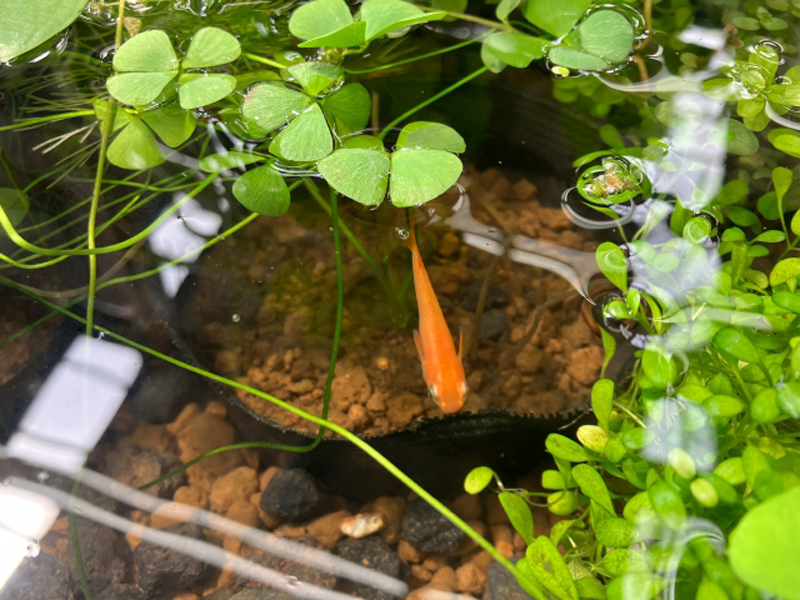 水草の間を泳ぐオレンジ色のメダカと浮き草の俯瞰画像