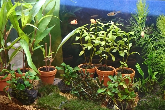 素焼き鉢に植えられた水草と泳ぐ小型熱帯魚の水槽内景