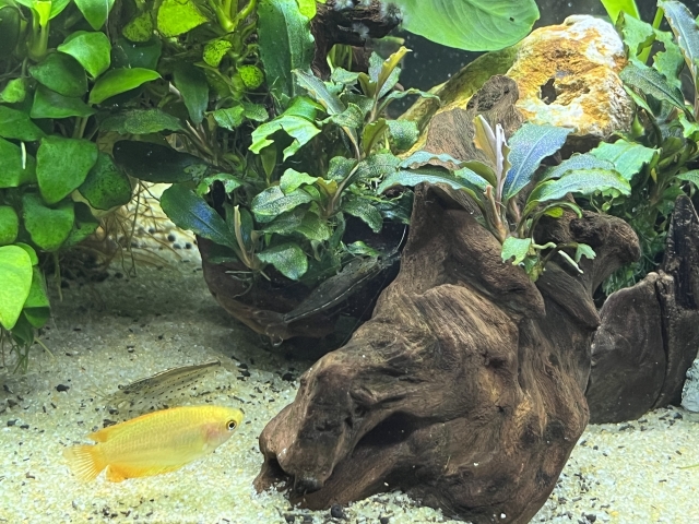 流木と水草の陰を泳ぐ黄色い熱帯魚とエビの仲間