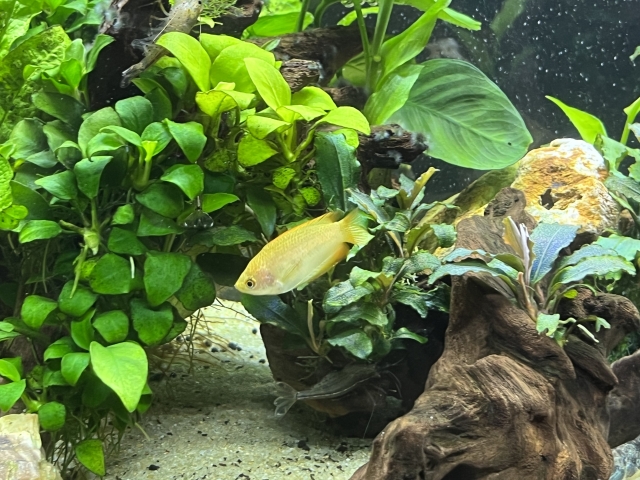 水草と流木の間を泳ぐ黄色い熱帯魚とエビの仲間