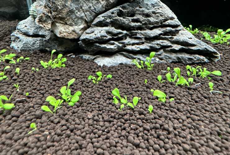 ソイルに植えられた水草と背後の石組のレイアウト