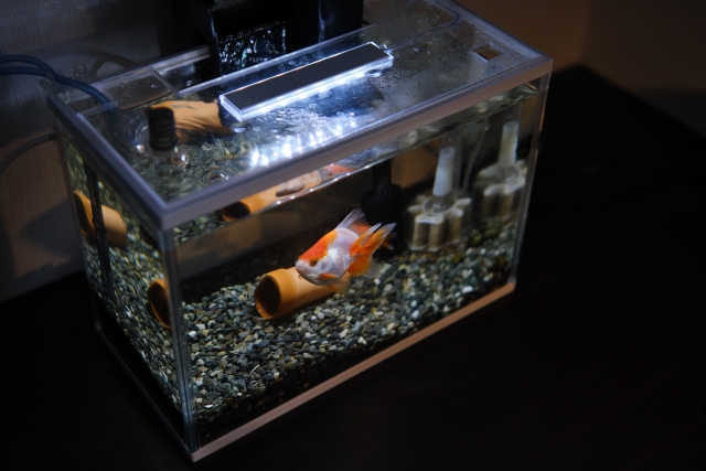 砂利を敷いた小型水槽で泳ぐ紅白の金魚と飼育設備