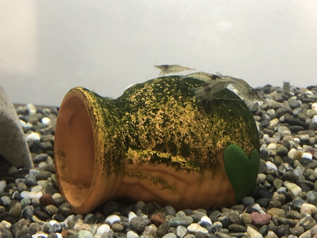 苔の付着した壺型シェルターと上に乗る数匹のエビ