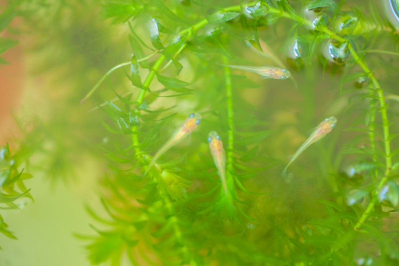 水草のアナカリスの間を泳ぐ数匹のメダカの稚魚