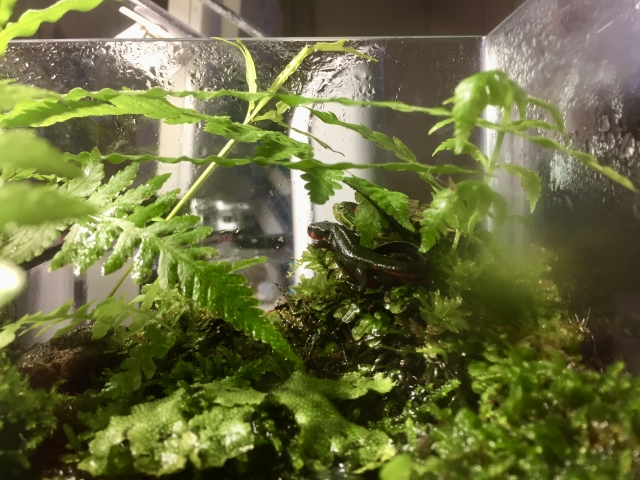 苔とシダ植物が茂る水槽内のイモリの仲間