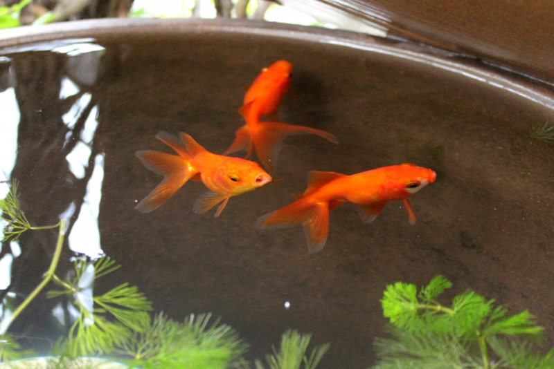 睡蓮鉢で泳ぐ3匹の金魚と水草のマツモ