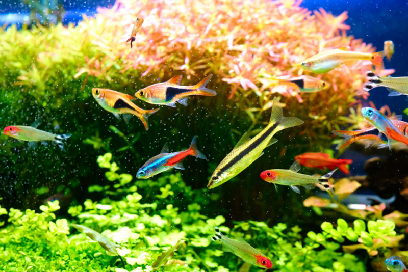 水草水槽を泳ぐネオンテトラの仲間や小型熱帯魚の群れ