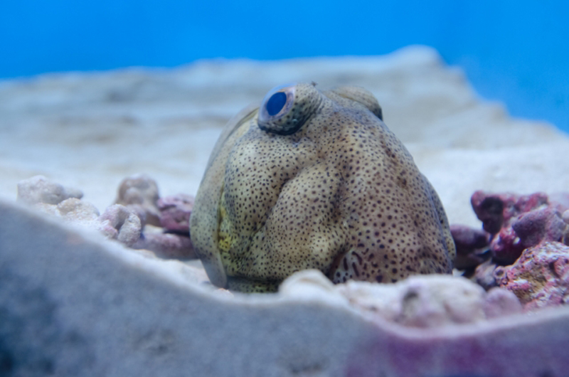 砂底の岩陰から顔を出す斑点模様の海水魚の正面写真