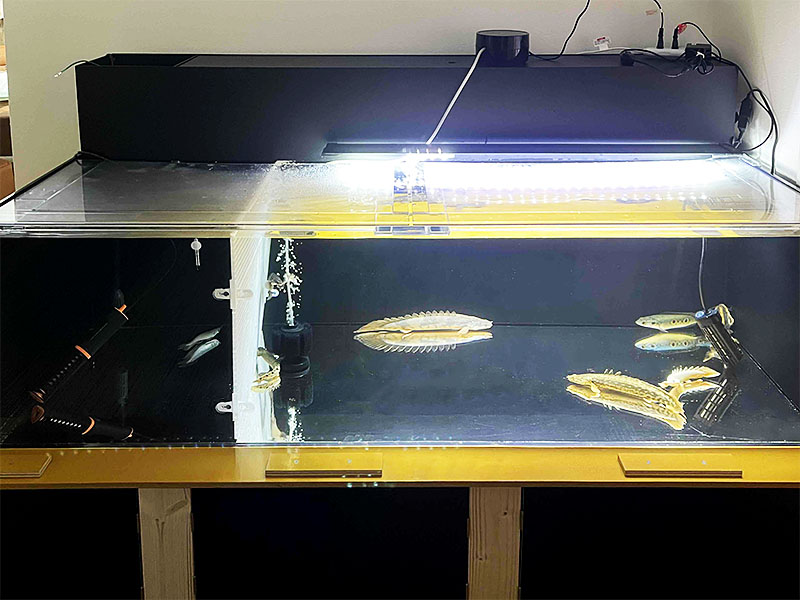 大型魚が泳ぐ仕切り板付きのベアタンク水槽