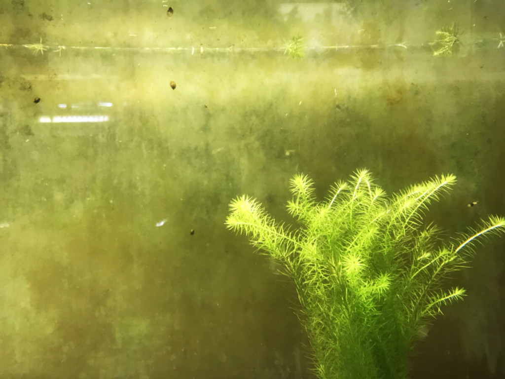 茶色いコケが壁面に付着した水槽と緑色の水草