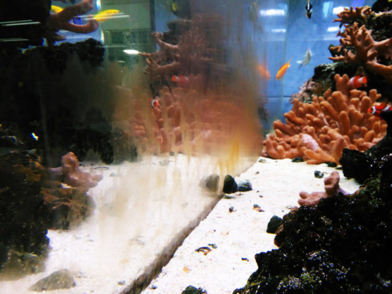 茶色のコケが付着した海水魚水槽のガラス面とサンゴ砂
