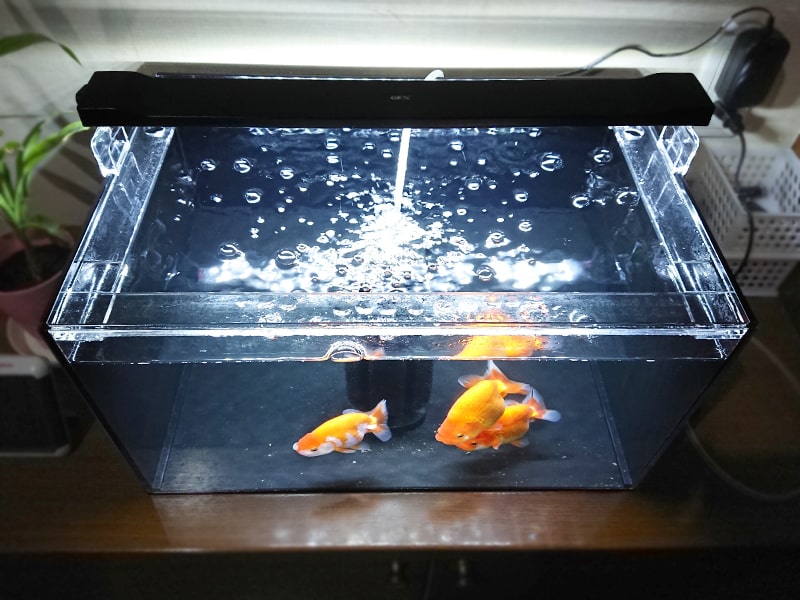 照明付きの小型水槽で泳ぐ3匹の金魚と水面の気泡