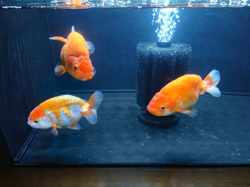 黒い水槽で泳ぐ3匹の金魚とスポンジフィルター