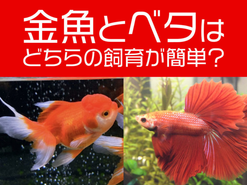 金魚とベタはどちらの飼育が簡単かの見出し画像