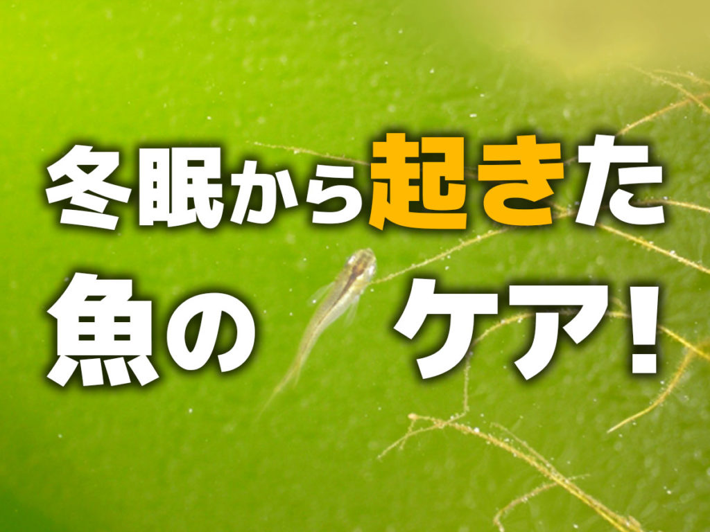 冬眠から起きた魚のケア方法!冬眠明けはいつ?気候や水温を確認しようのサムネイル画像
