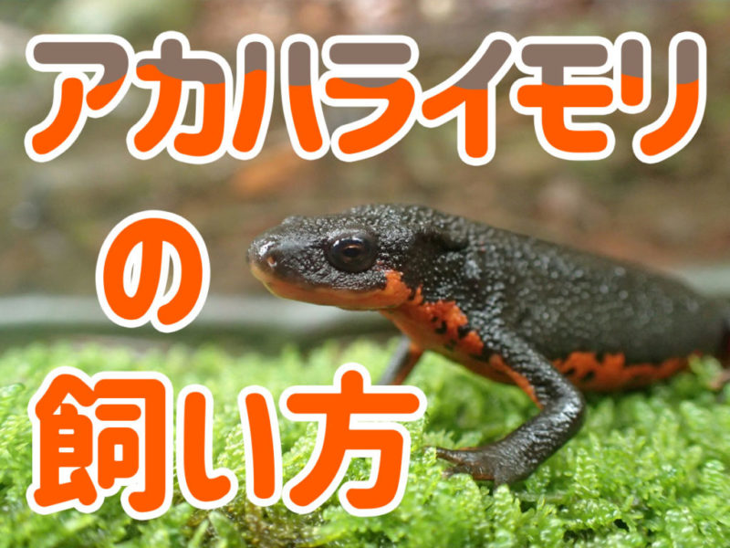 アカハライモリの飼い方の文字と苔の上のアカハライモリ