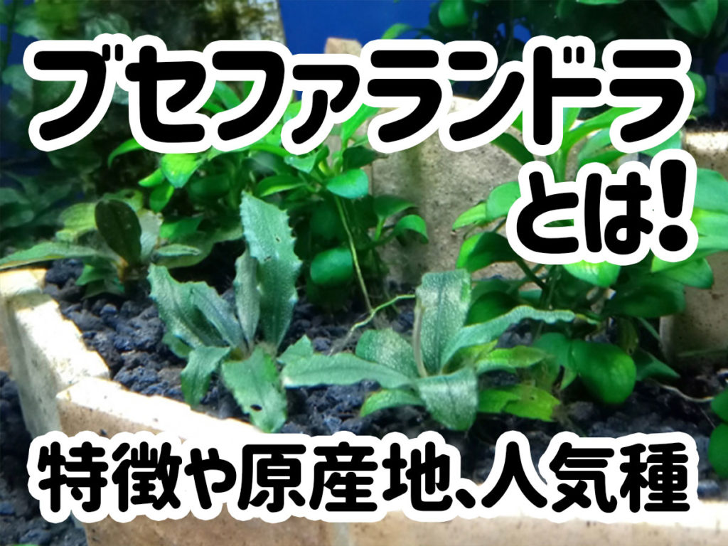 ブセファランドラとは!特徴や原産地、人気種、活用例をご紹介のサムネイル画像