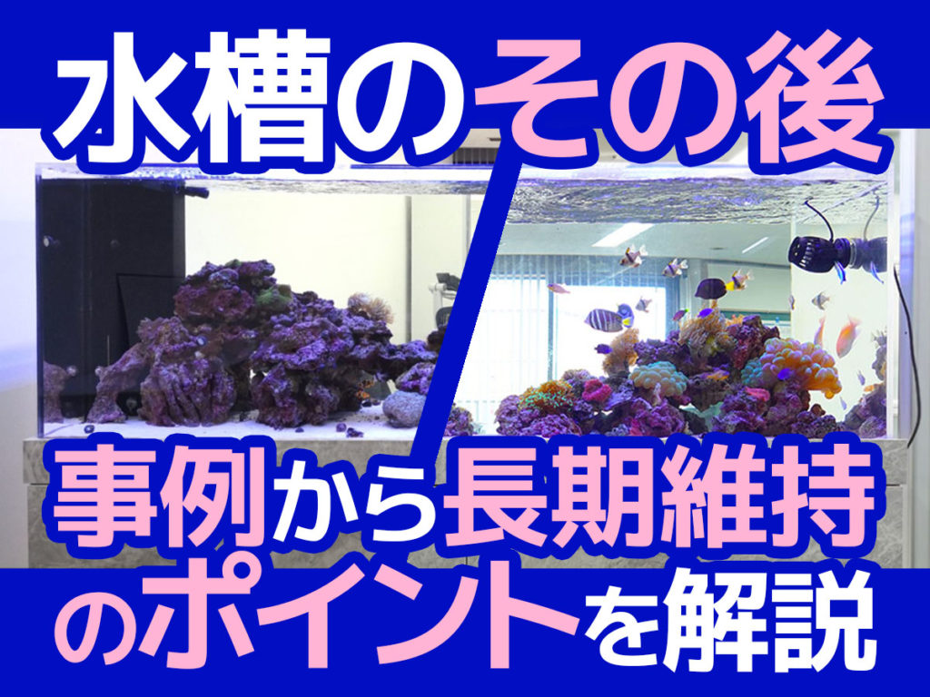 水槽のその後7選！水槽レンタル・リース・メンテナンス事例と長期維持ポイントのサムネイル画像
