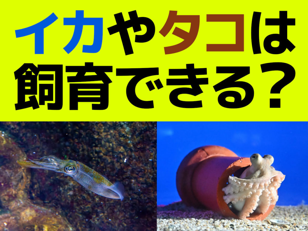 イカやタコは飼育できるのか?難しさや飼育可能な種類、設備を紹介のサムネイル画像