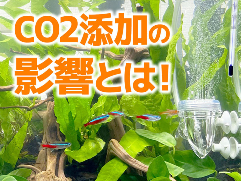 CO2添加の影響とは!の文字とネオンテトラの仲間の画像