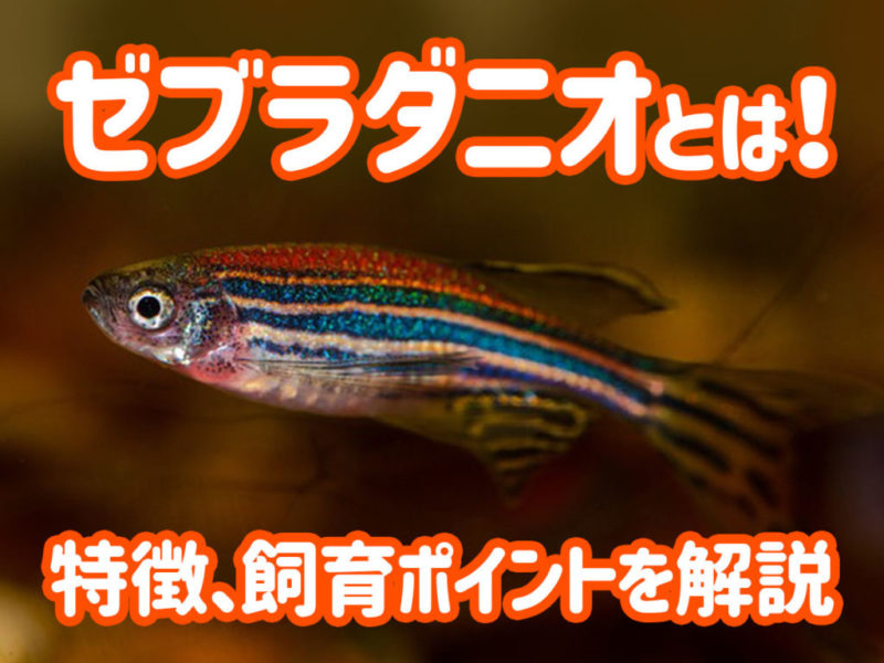 ゼブラダニオの特徴と飼育ポイントの見出し画像
