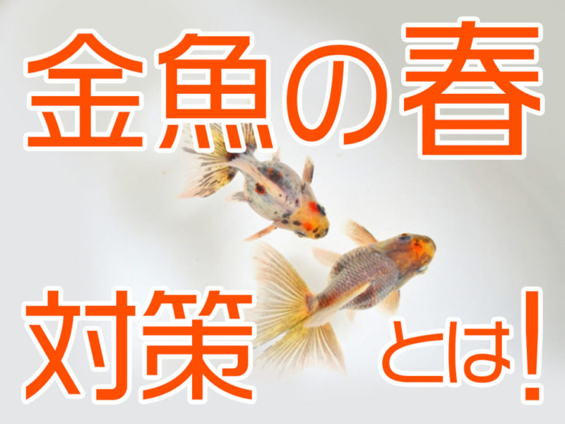 金魚の春対策とは!の文字と泳ぐ二匹の金魚の見出し画像