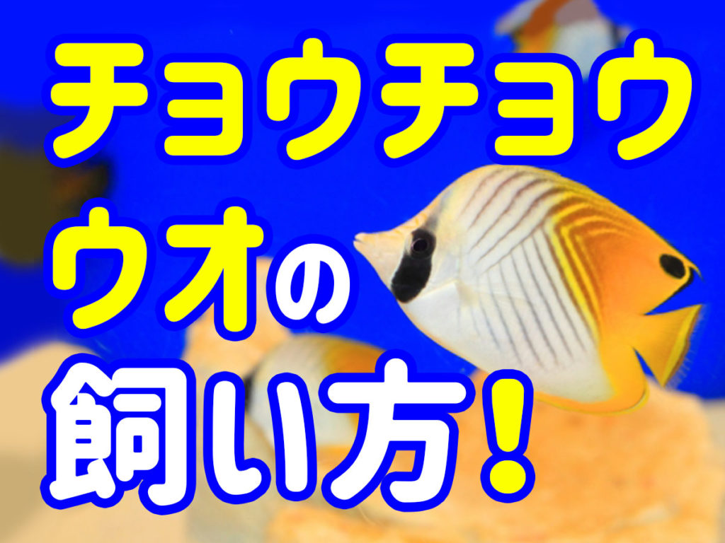 チョウチョウウオの飼育方法!飼育ポイント7個とおすすめの種類を解説のサムネイル画像