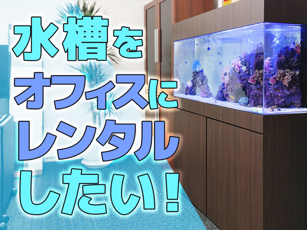 水槽をオフィスにレンタルしたい!設置可能なサイズと事例をご紹介のサムネイル画像