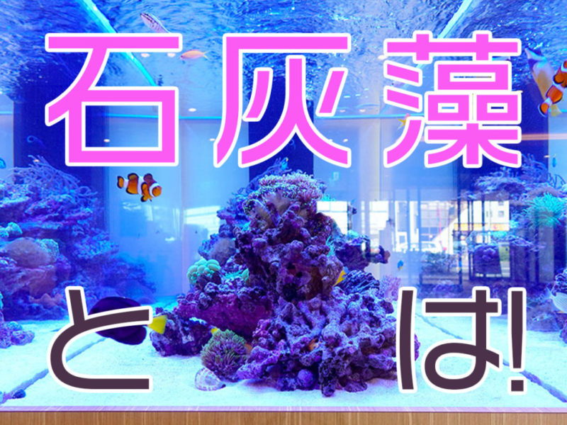 石灰藻とは!の文字と海水魚水槽の見出し画像