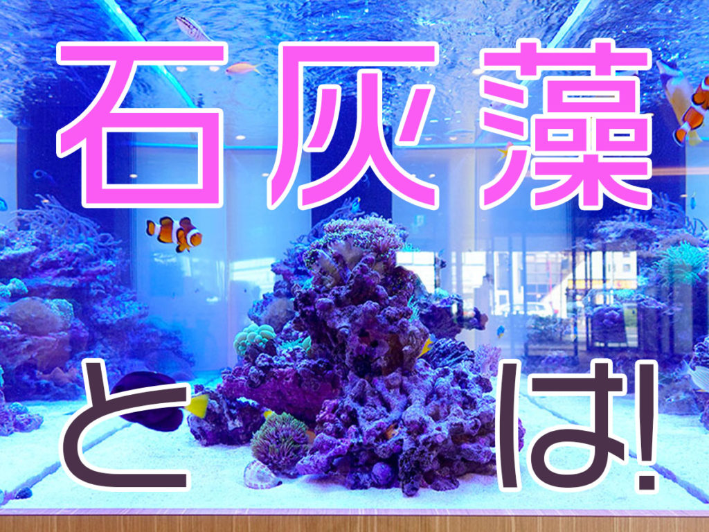 石灰藻とは!ライブロックに生える石灰藻のメリット・増やし方・掃除方法のサムネイル画像
