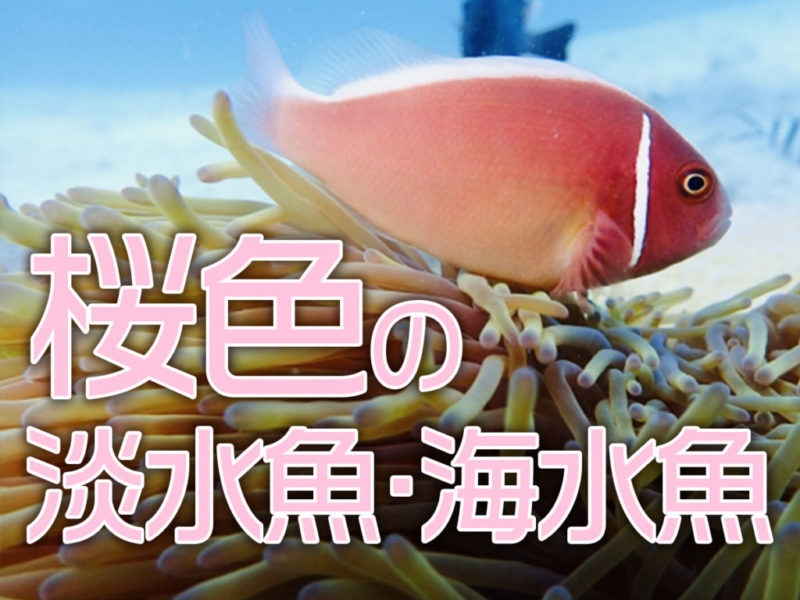 桜色の淡水魚・海水魚の文字とイソギンチャクと海水魚
