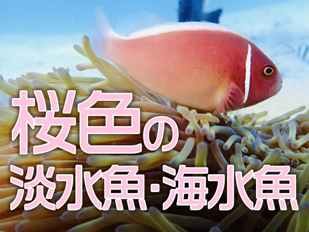 桜色の魚10選!熱帯魚・観賞魚で桜色が美しくおすすめの種類を紹介のサムネイル画像