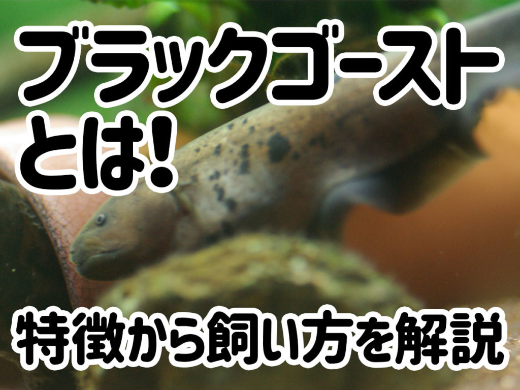 ブラックゴーストとは!特徴から飼育方法、餌、飼育上の注意点を解説のサムネイル画像