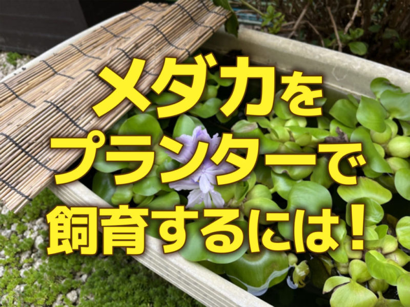 メダカをプランターで飼育するには！の文字入り見出し画像