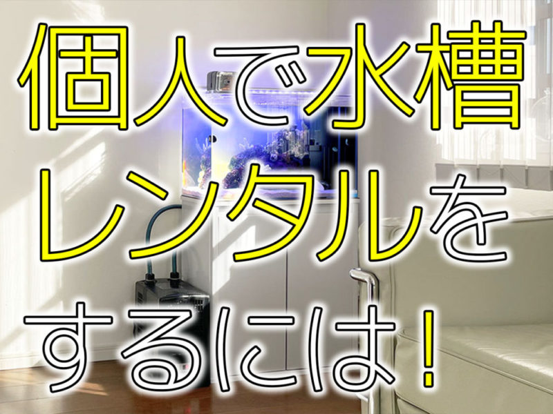 個人で水槽レンタルをするには!の文字入り見出し画像