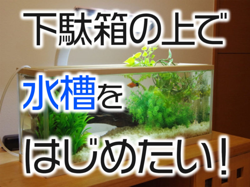 下駄箱の上で水槽をはじめたい!の文字入り見出し画像