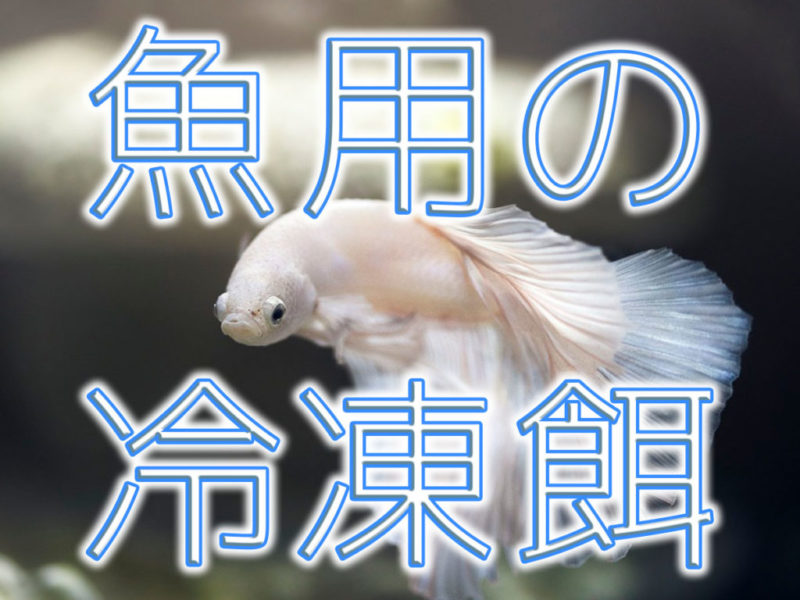 魚用の冷凍餌の文字と白いベタの見出し画像